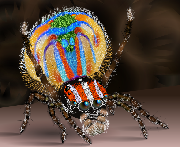 araignée paon