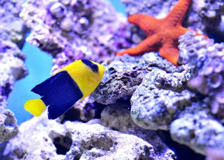 poisson aquarium