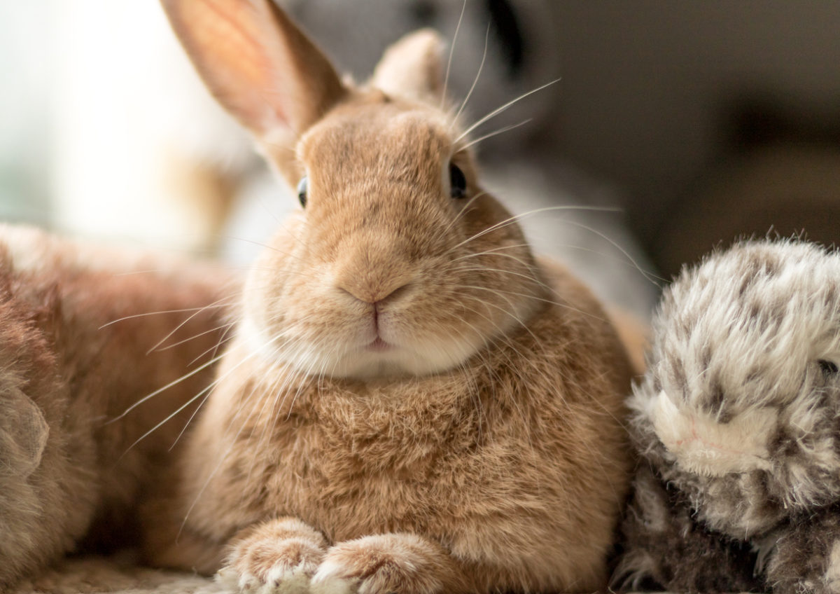 lapin