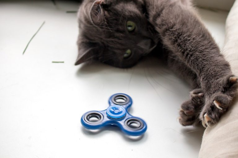chat joue toupie