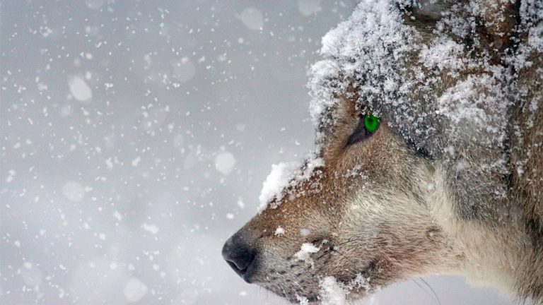 loup