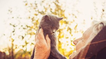 chat personne âgée