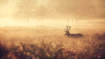 cerf