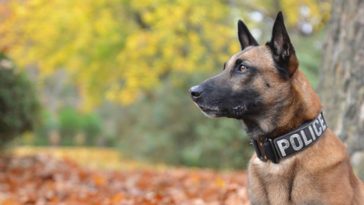 chien policier