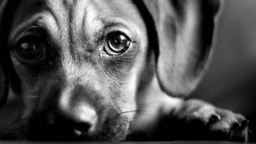 chien triste