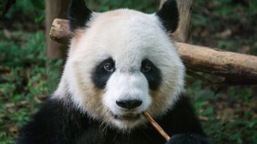 panda géant