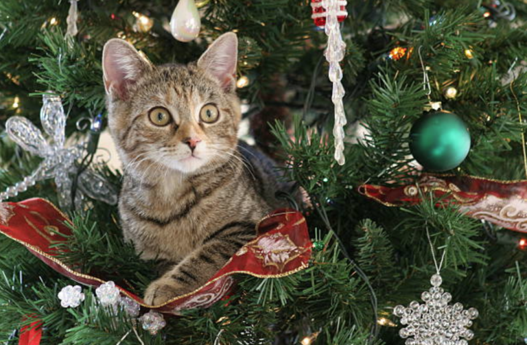 chat sapin noel