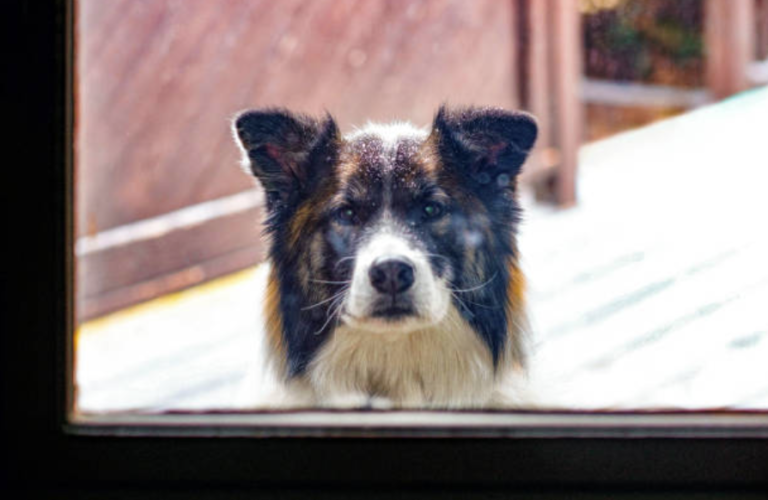 chien dehors neige fenêtre