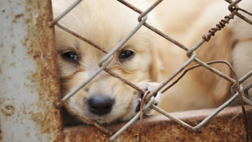 chiot cage