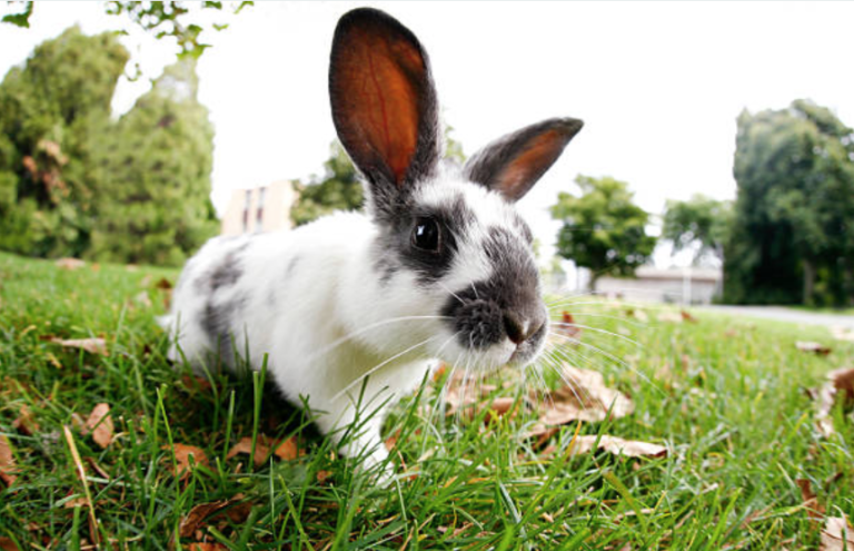 lapin