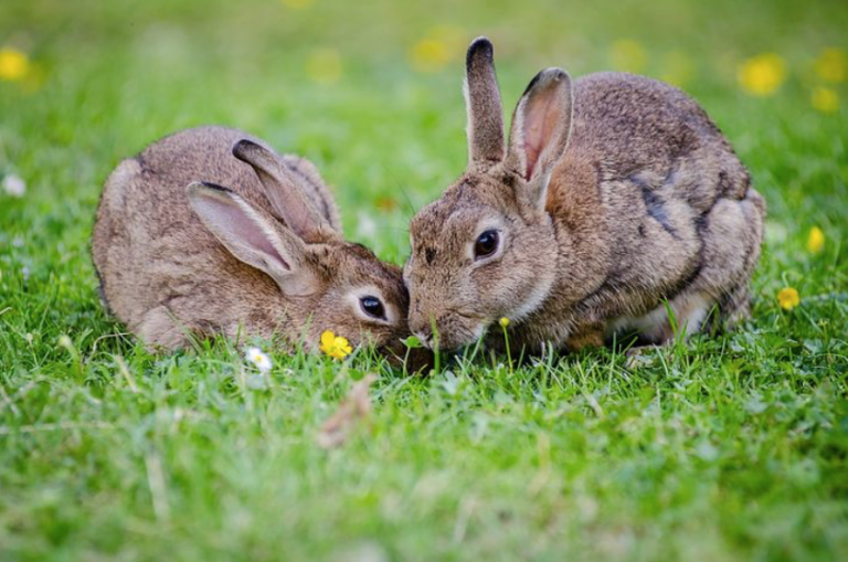 lapins