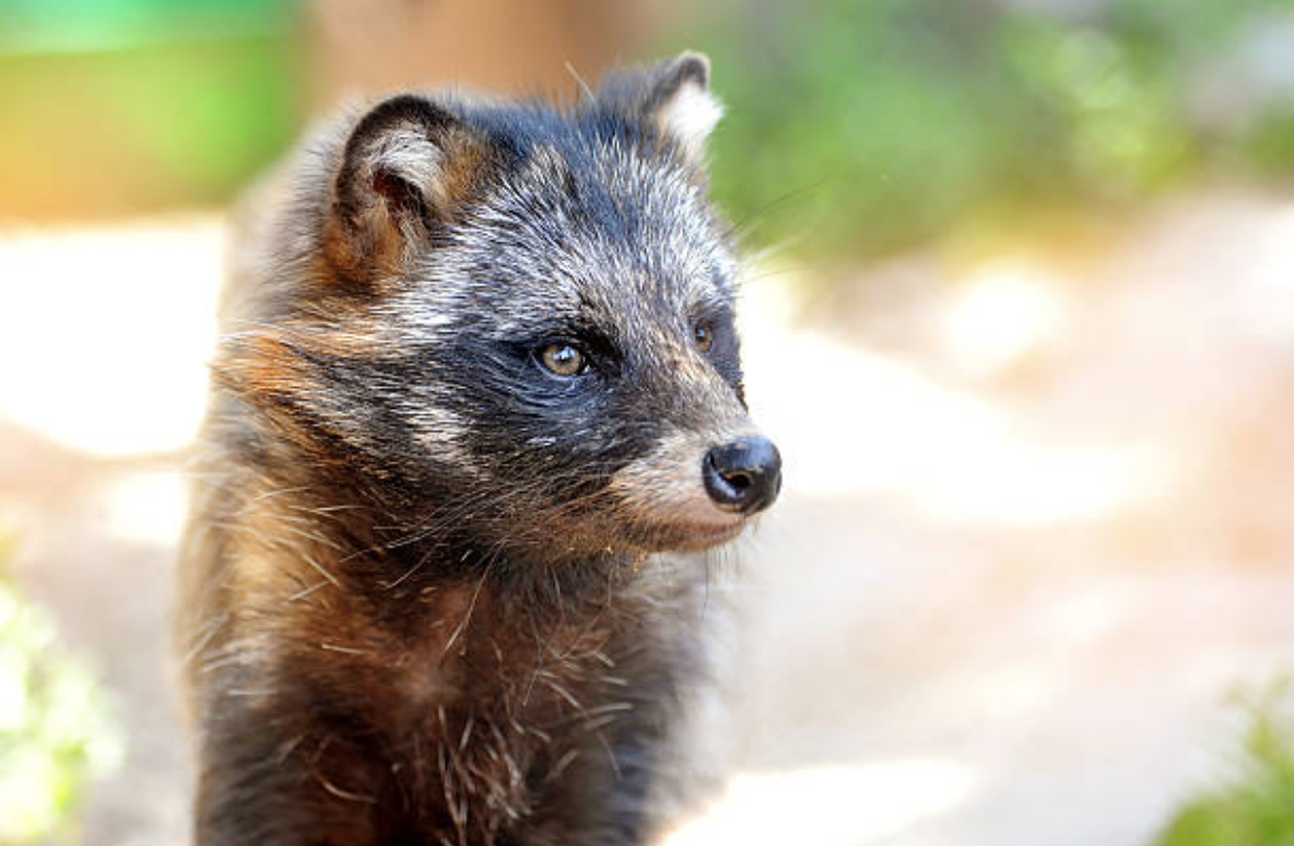 tanuki chien viverrin racoon dog
