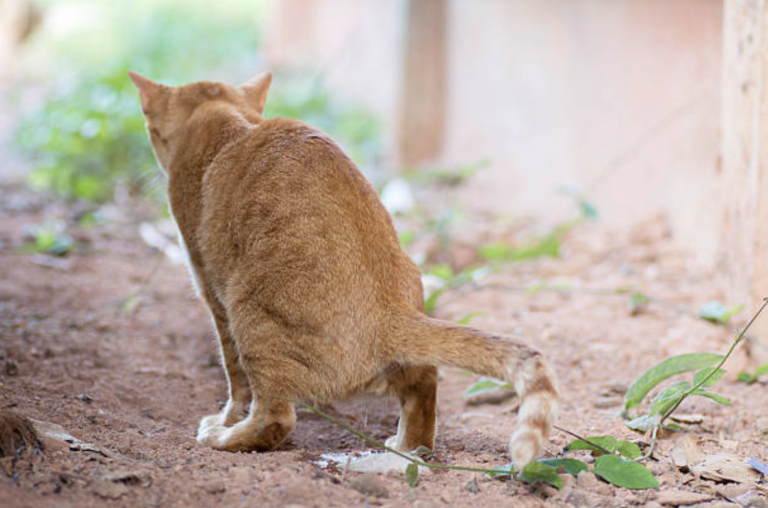 chat pipi urine