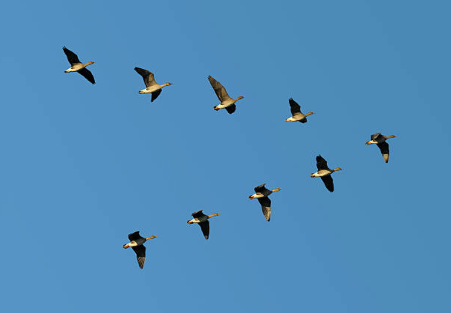 oiseaux oies volent en v