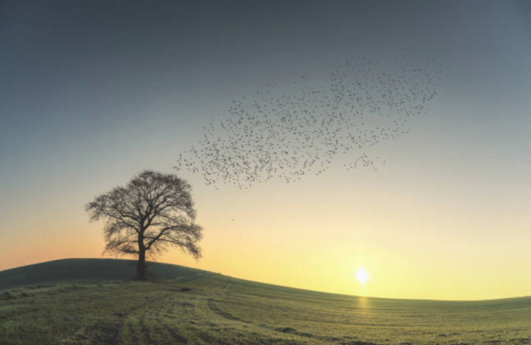 oiseaux migrateurs