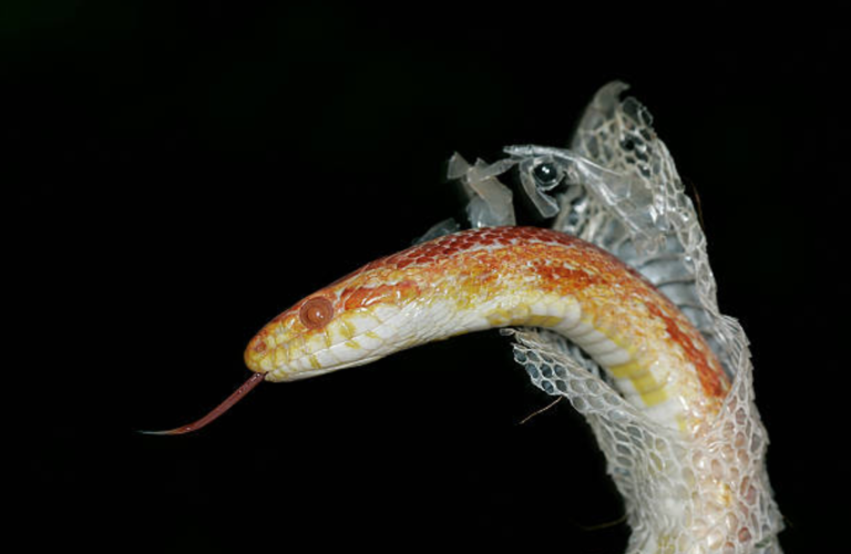 serpent des blés mue