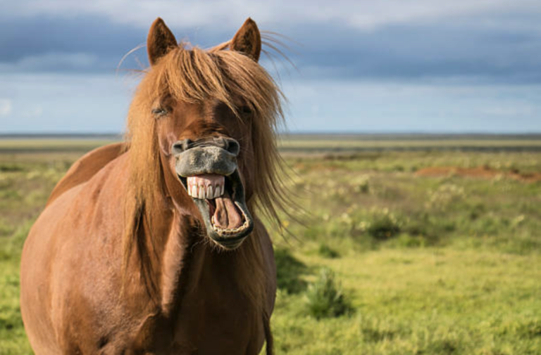cheval