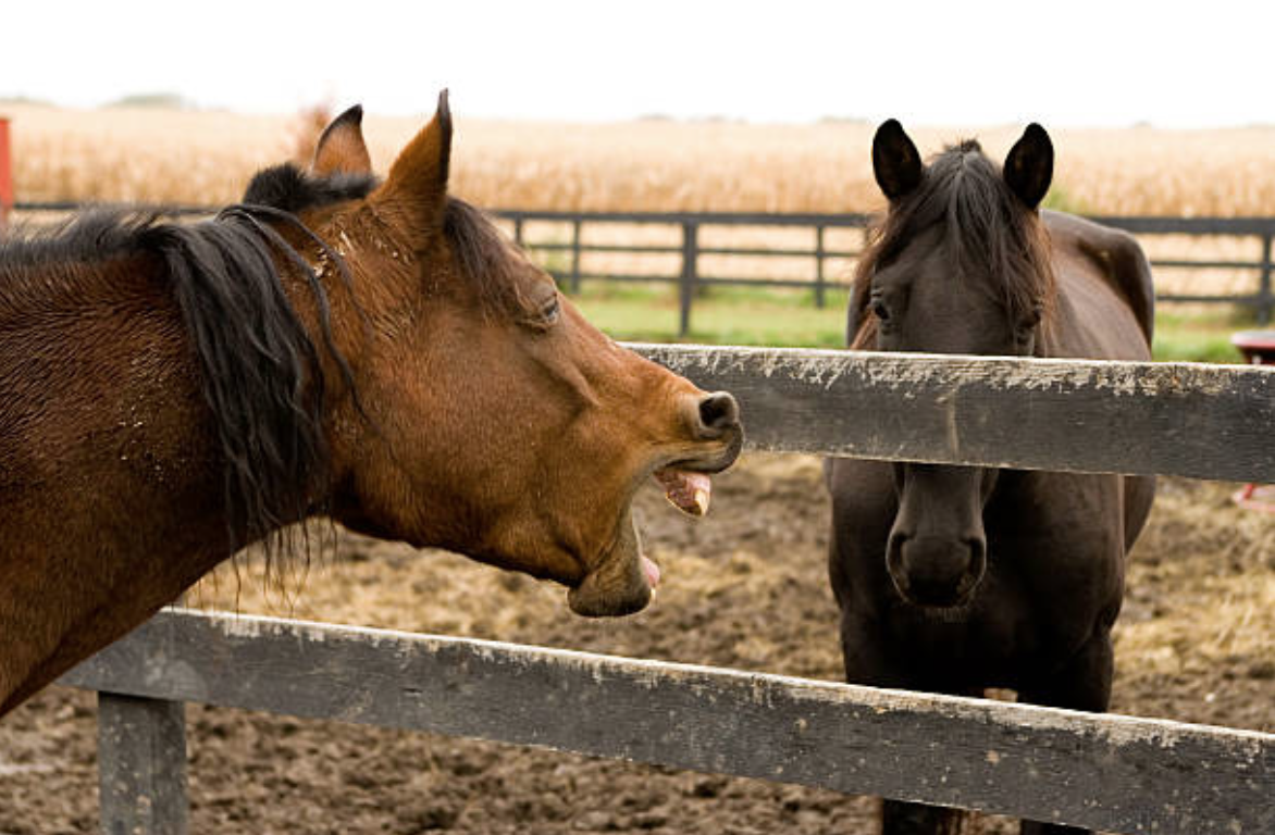 cheval tousse