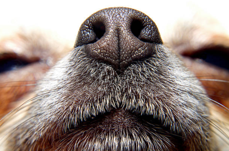 chien truffe nez