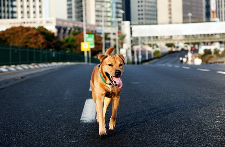 chien route bitume