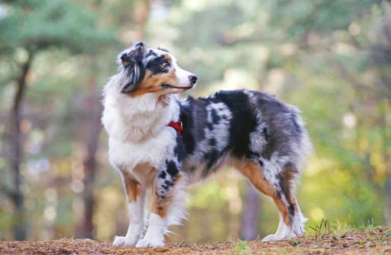 chien berger australien bleu merle queue coupée
