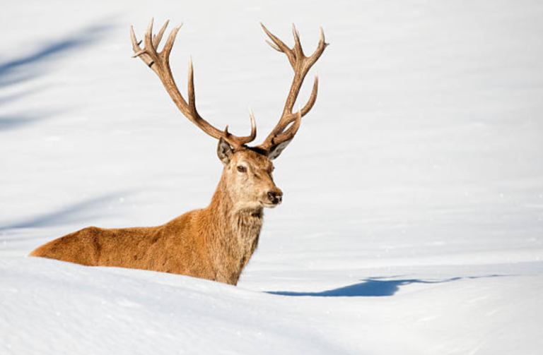cerf neige hiver