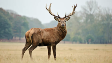 cerf