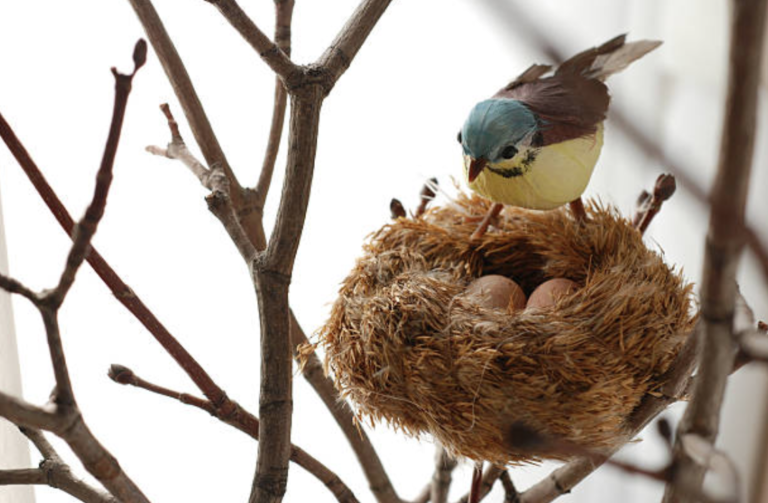 oiseau couve oeufs nid