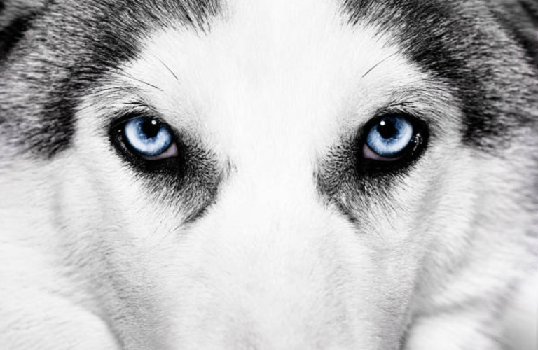 chien husky yeux bleus