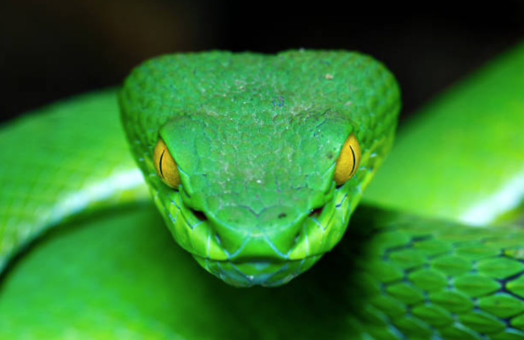serpent vert vipère