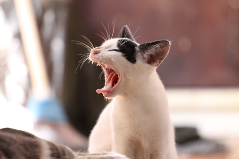 chat baille
