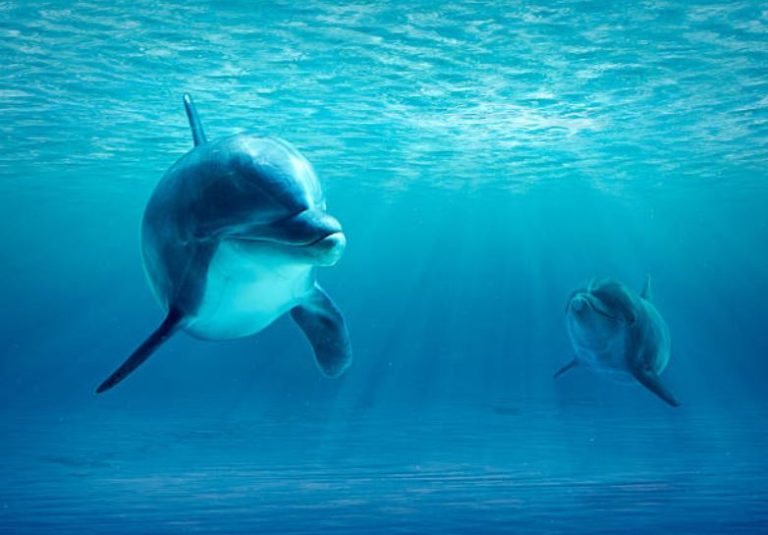 dauphins