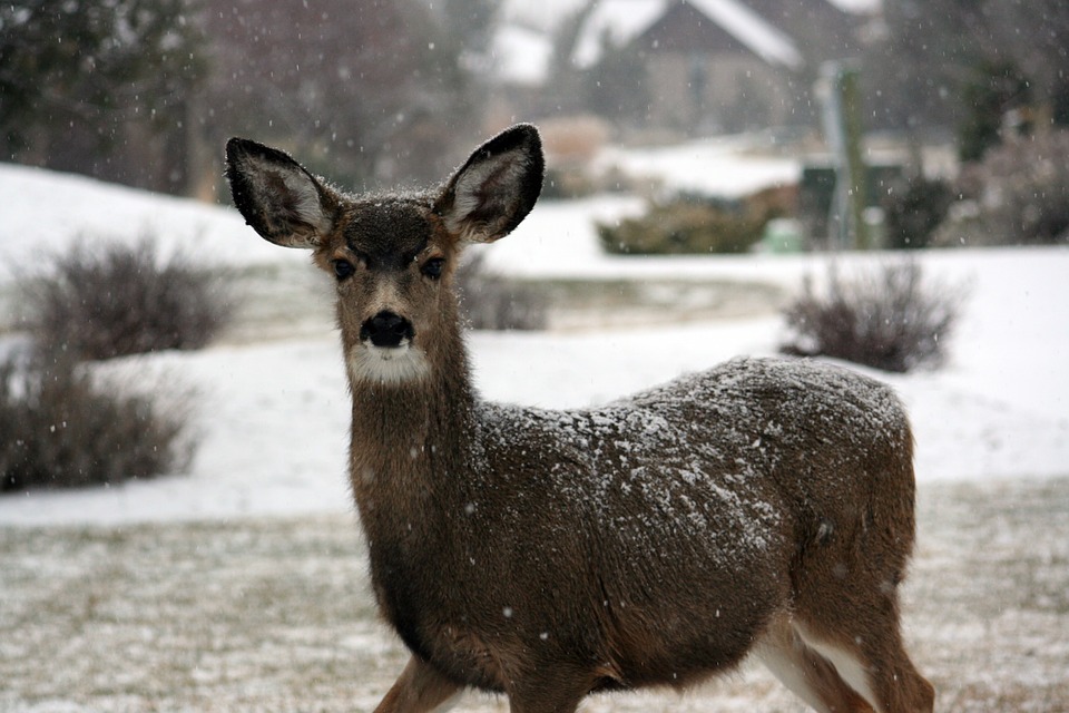 biche neige