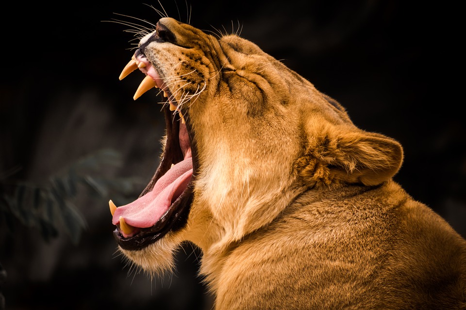 lionne