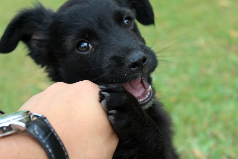 chien