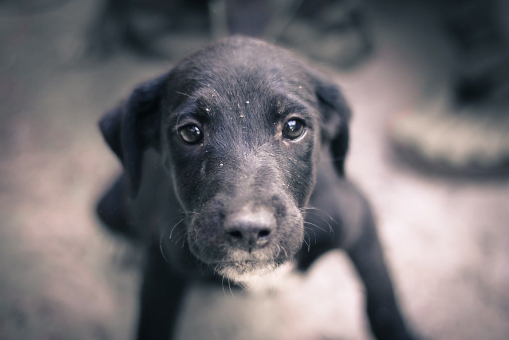 chien triste