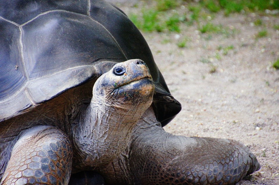 tortue géante