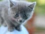 chaton gris