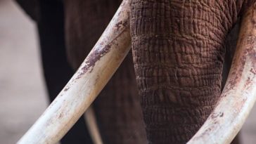 éléphant défenses ivoire