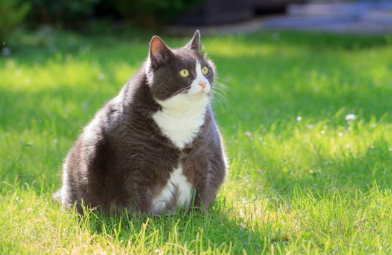 chat gros obèse