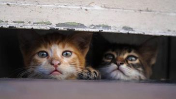 chatons cachés