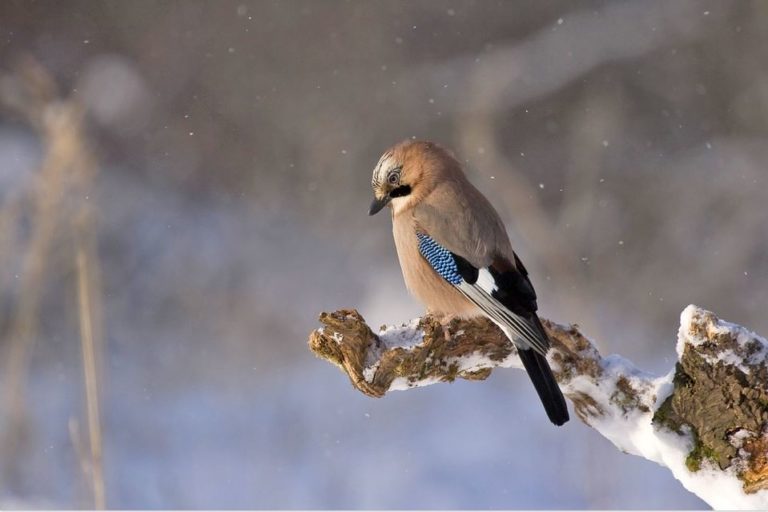 oiseau branche neige