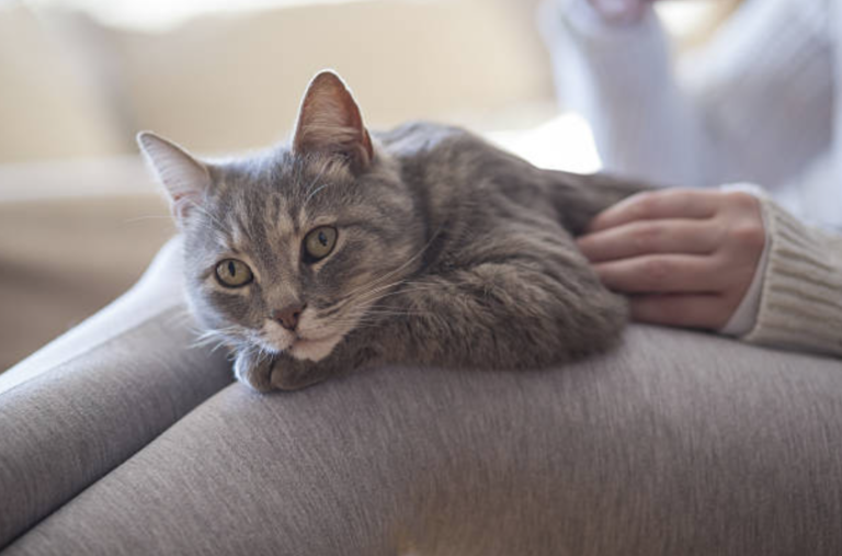 chat câlin femme genoux humain