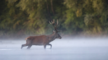 cerf