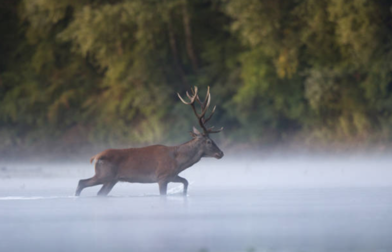 cerf