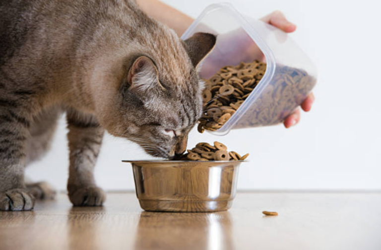 chat mange croquettes