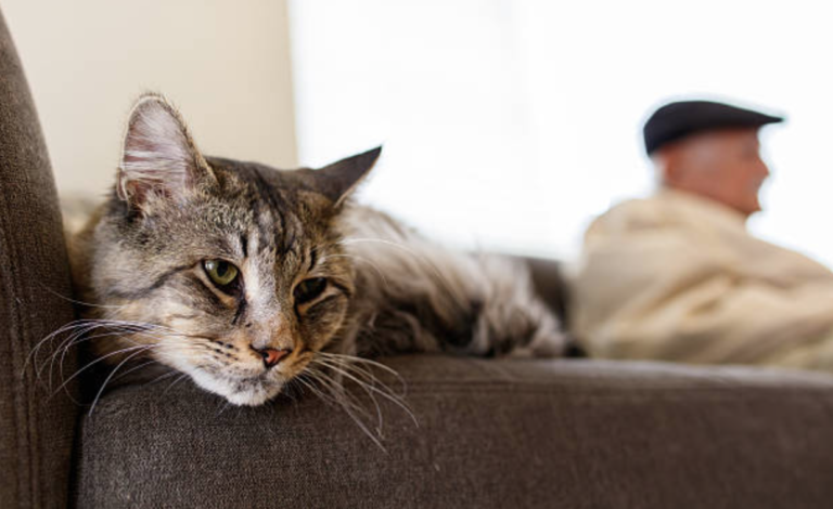 chat couché