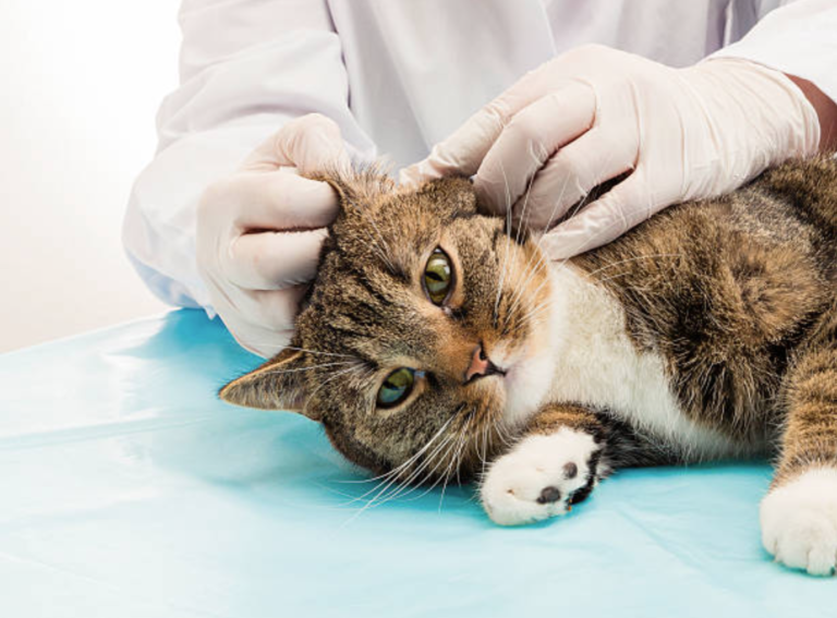 chat vétérinaire oreille