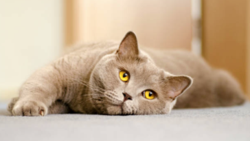 chat