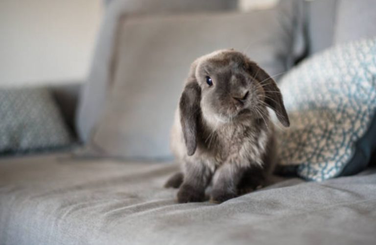 lapin